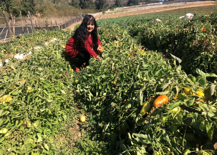 Rosa Guzmán kasvattaa tomaatteja perhetilallaan San Pedrossa. Varojen puute estää häntä poraamasta kaivoaan syvemmäksi, ja veden puute estää häntä laajentamasta viljelmiään.