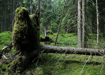 Hallituksen kriteerit näyttävät pienentävän suojeltavan metsän määrää. Kuvassa vahaa metsää Hausjärvellä.