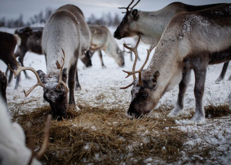 Porojen laidunnuspaine uhkaa 21:tä tunturiluontotyyppiä.