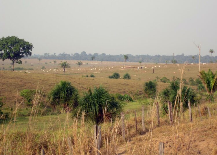 Metsät häviävät karjanhoidon tieltä Alta Florestassa, Brasilian Amazonille vievän väylän lähettyvillä.