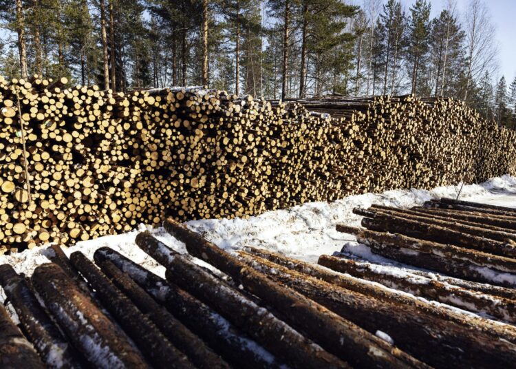 Suomessa kaadetaan puuta enemmän kuin ilmastotavoitteet sallisivat.