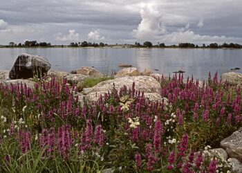 Rantakukka kuuluu runsaslukuisena Selkämeren kasvistoon.