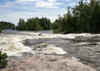 Kymijoki on Etelä- Suomen merkittävin lohijoki.