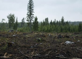 Jaksollinen metsänhoito tarkoittaa käytännössä avohakkuita.