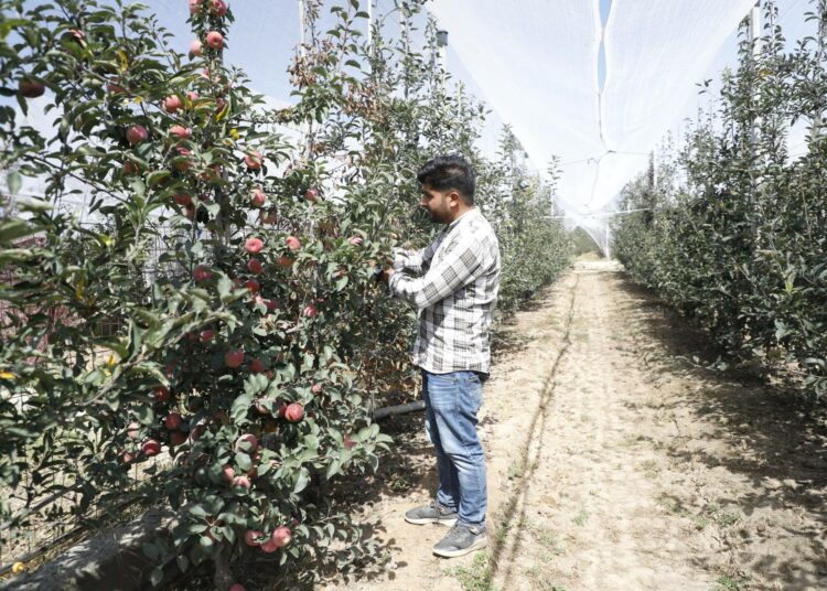 Omenanviljelijä Kashmirissa tarkastelee satoaan. Helleaalto tekee tuhojaan hänenkin omenatarhassaan.