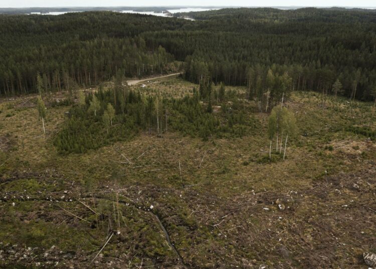 Metsät ovat kääntyneeet päästölähteiksi. Kuva on Mikkelin Kontilasta viime kesältä.