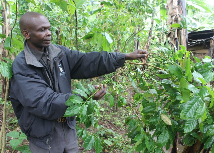 Peter Kibeti kahvitilallaan Itä-Ugandan Bududassa. Ugandalaiset kahvin pienviljelijät joutuvat joko sopeutumaan lapsityön kieltäviin EU-säännöksiin tai etsimään markkinoita muualta. Asia on vaikea, sillä pienviljelijän voitot ovat niin pieniä, että kiusaus käyttää oman perheen ilmaista työvoimaa on suuri.