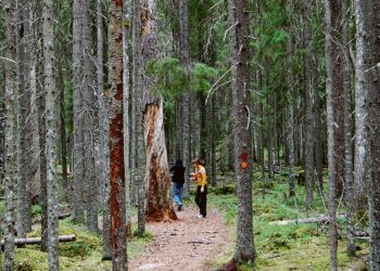 Vanhat metsät ovat vähentyneet viimeisten vuosien aikana rajusti. Seuraukset näkyvät metsäluonnon monimuotoisuudessa. Kuva Pyhä-Häkin kansallispuistosta Saarijärveltä.