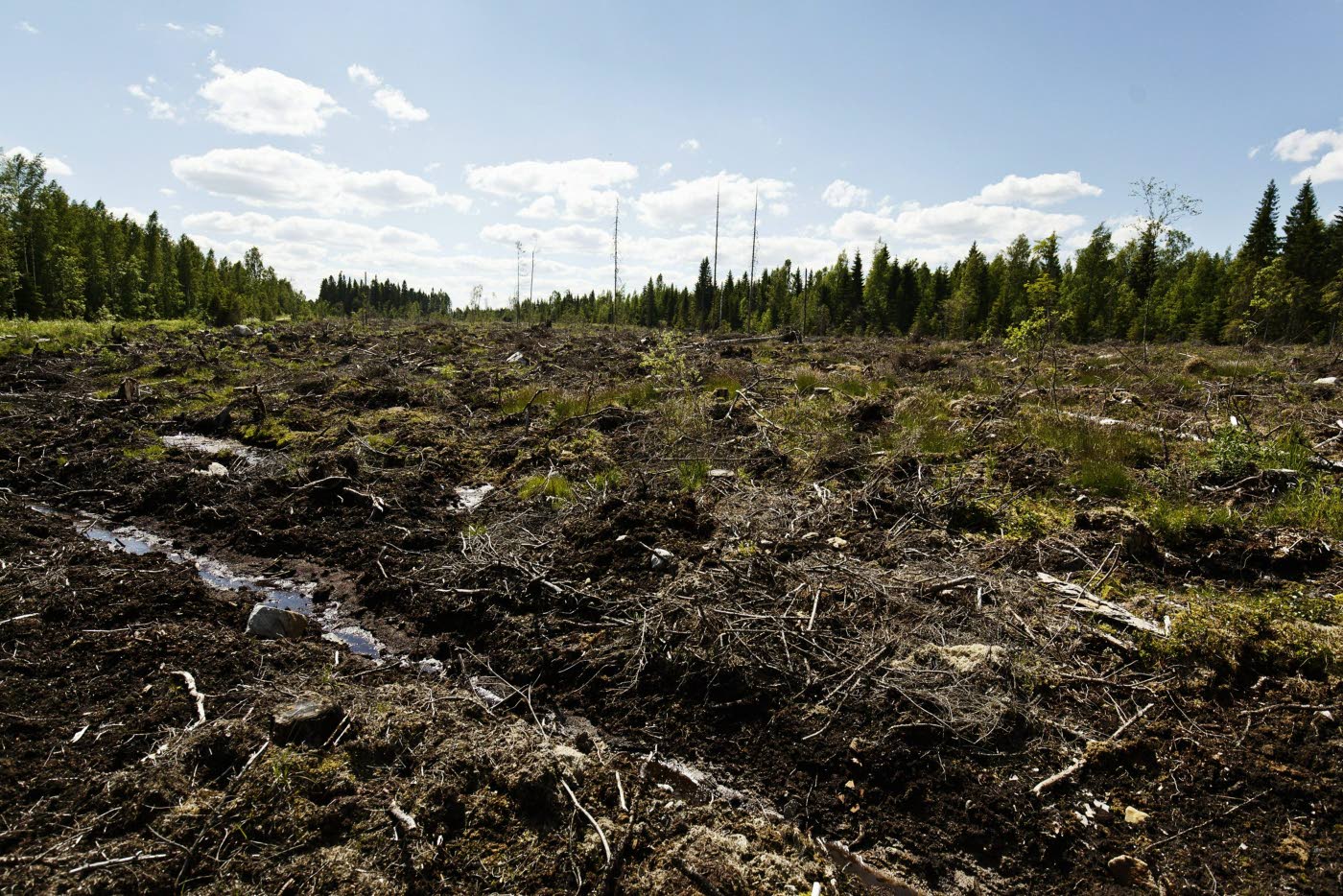 Greenpeace YK-raportista: Suomen on suojeltava metsiään – KU