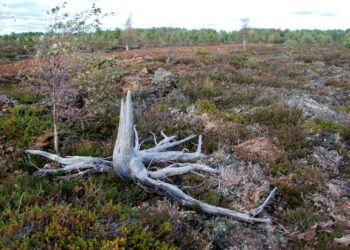 Suomi on maailman kuudenneksi soisin maa. Kuvassa Isorahan suota.