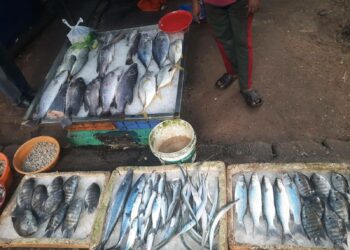 Kalastaja joutuu nykyään myymään entistä harvalukuisempaa kalojen valikoimaa. Ilmastonmuutoksen vuoksi kalansaaliiden koko on pienentynyt ja lajikirjo yksipuolistunut.