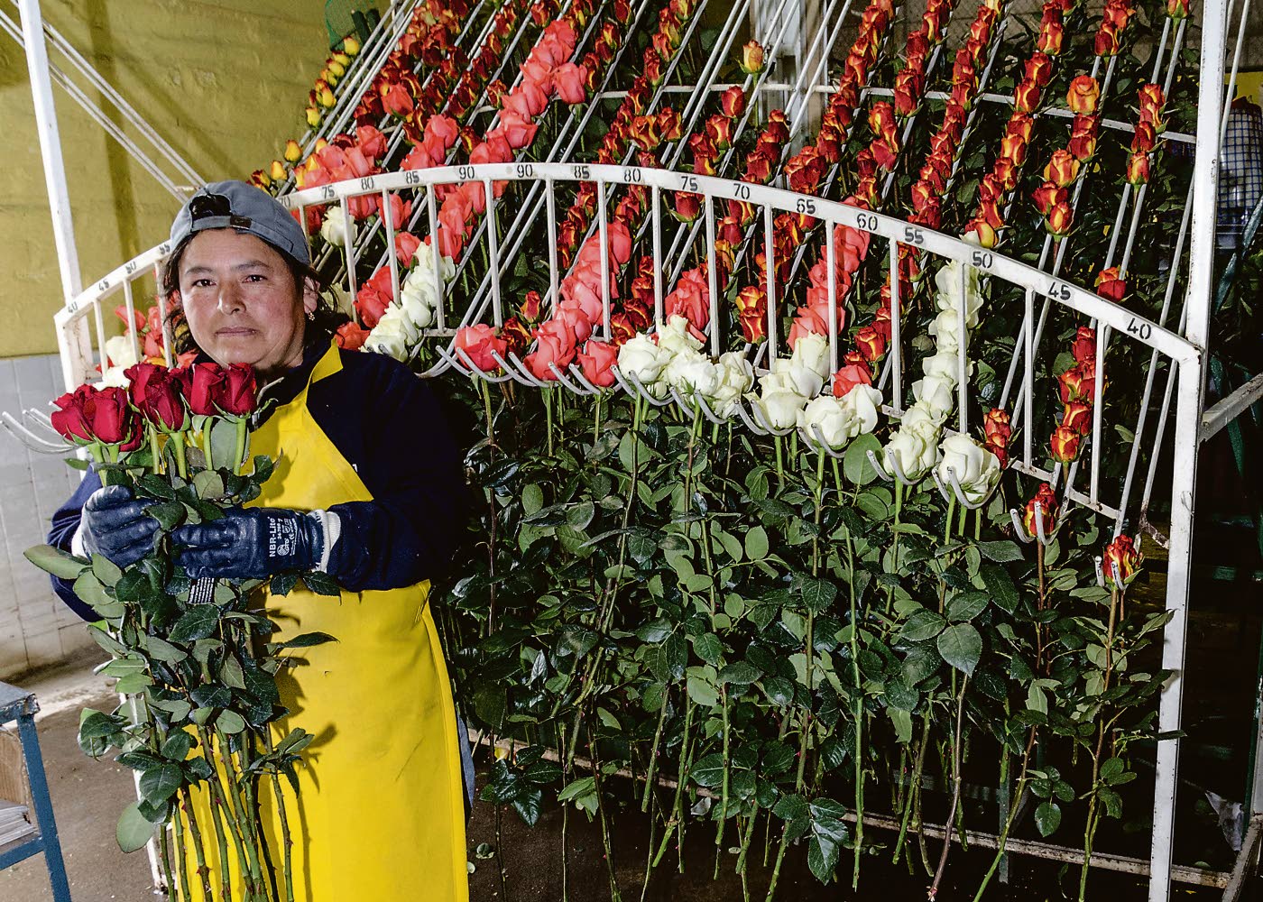 Ecuadorin naiset pakkaavat ruusut maailmanmarkkinoille – KU