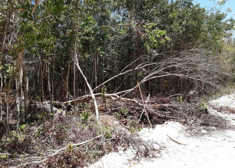 Laittomasti kaadettua mangrovemetsää Puerto Morelosissa, Quintano Roon osavaltiossa. Laista piittaamattomien metsurien lisäksi mangrovea uhkaavat kaupungistuminen, massaturismi ja vesiviljelytilat.