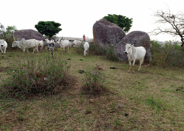 Fulani-paimentolaisten karjaa Bokkosissa.