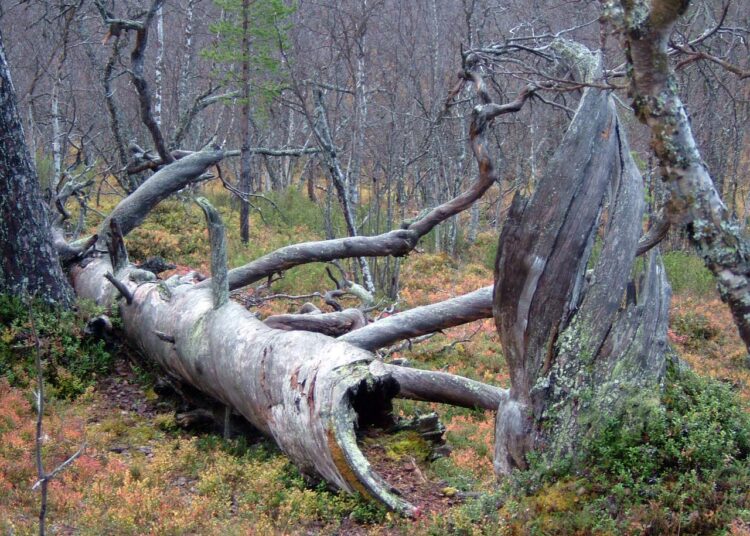 Suomen vanhat metsät hupelevat.