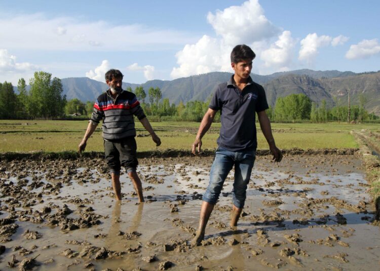 Kashmirin maataloudesta 60 prosenttia turvautuu sadevesikasteluun. Viime vuosina sadetta on tullut vähemmän kuin aiemmin.