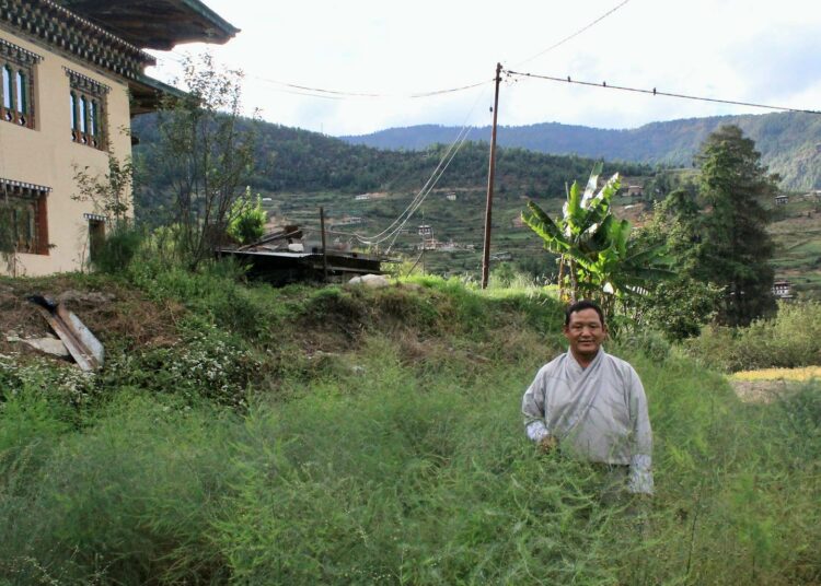 Kinley Tshering kasvattaa parsaa vajaan puolen hehtaarin pellossa riisin ja omenoiden kera.