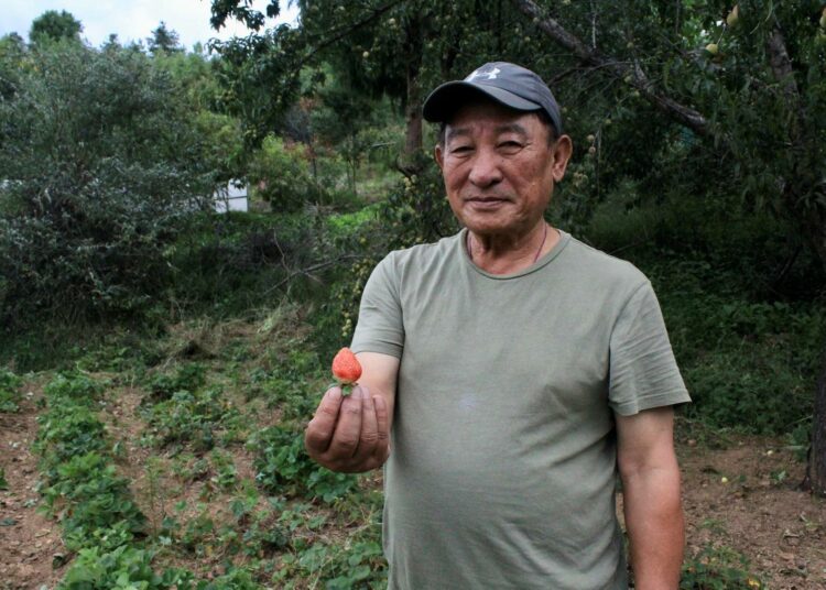 Jambay Dorji kasvattaa mansikoita tilallaan Parossa. Käsi kädessä -hankkeen avulla hän toivoo mansikanviljelynsä kasvavan kaupalliseen mittakaavaan.