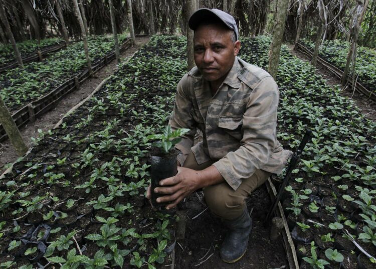 Roberto Martínez esittelee taimitarhaa, jossa hän kasvattaa kahvintaimia. Yhteistyössä Vietnamin kanssa Kuuba on luonut siemenpankkeja, joiden vietnamilaisperäisillä kahvinsiemenillä pyritään parantamaan paikallisen kahvin laatua ja satoja.