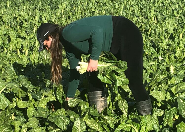 Suunnittelija ja maanviljelijä Valeria Bertens kerää lehtijuurikasta pellollaan La Pintanan kunnassa Santiago de Chilen laitamilla. Paikka on teollisuuden ympäröimä.