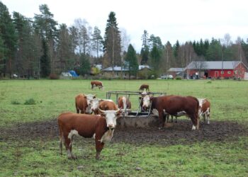 Lihan- ja maidontuotanto aiheuttavat suuria metaanipäästöjä.